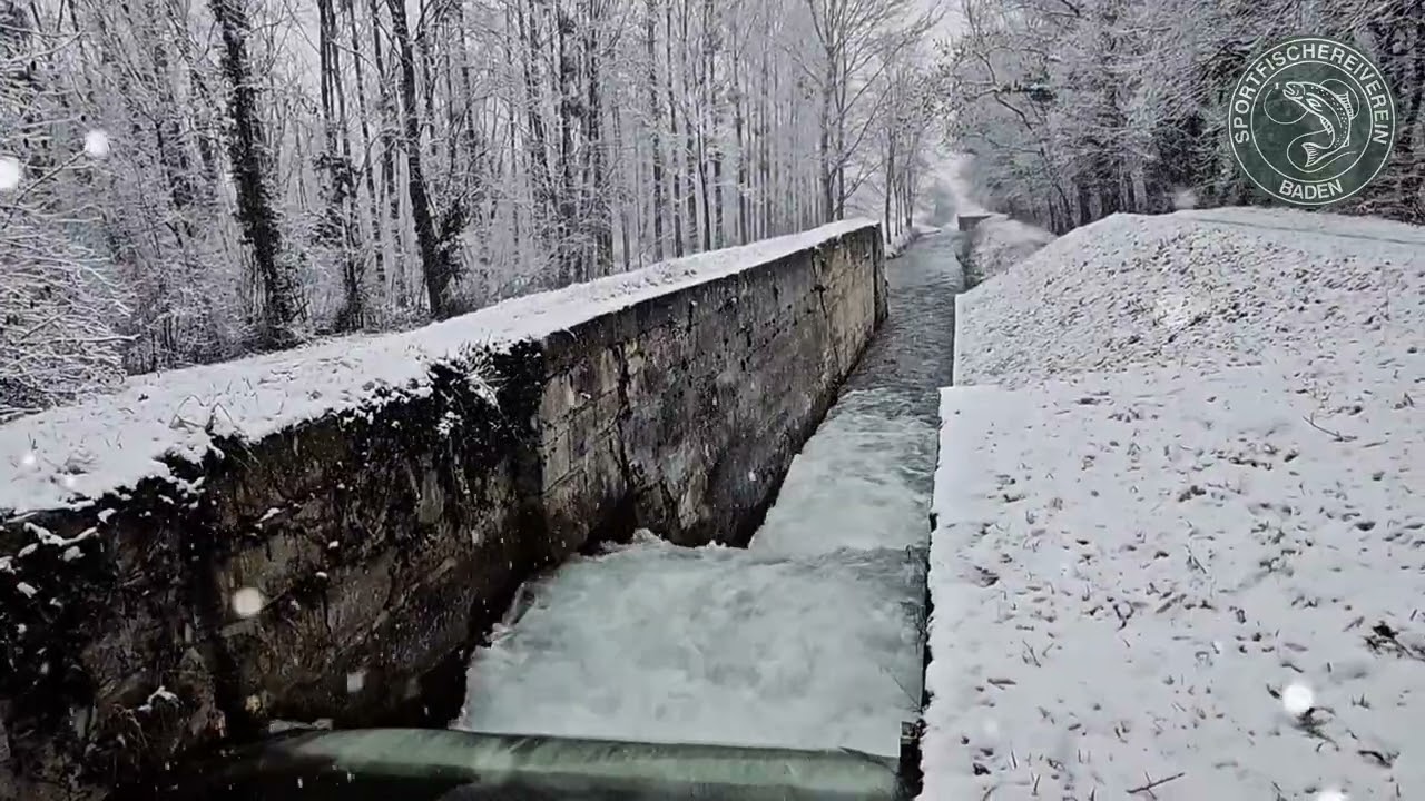 Weiße Weihnachten – Ein Weihnachtsgruß vom Sportfischereiverein Baden