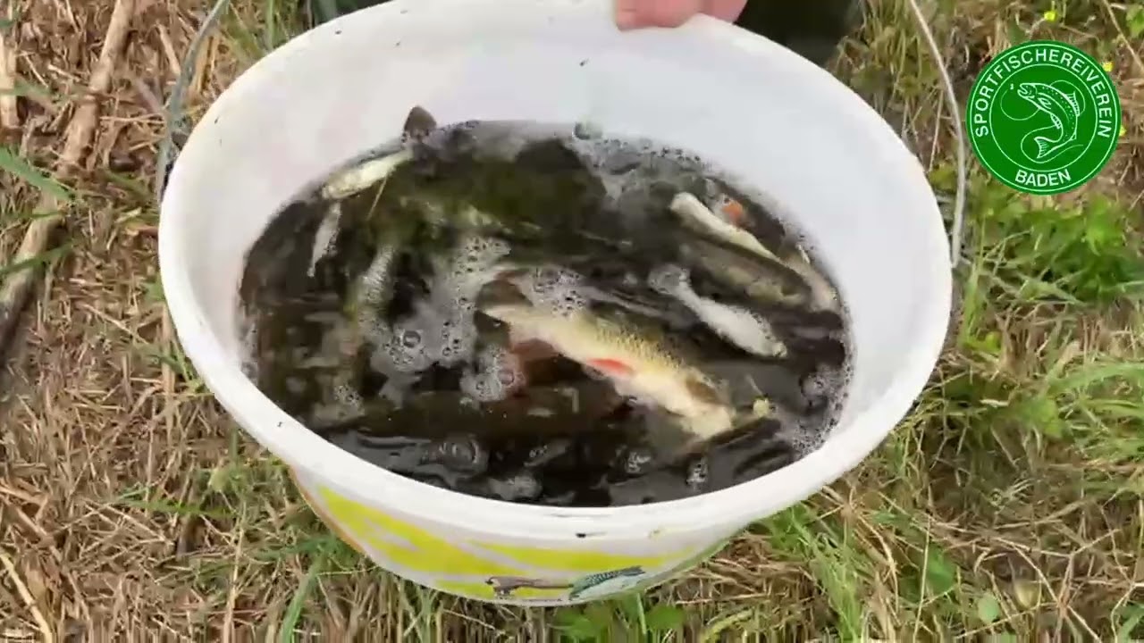 Hochwassergraben Leobersdorf Tierrettung