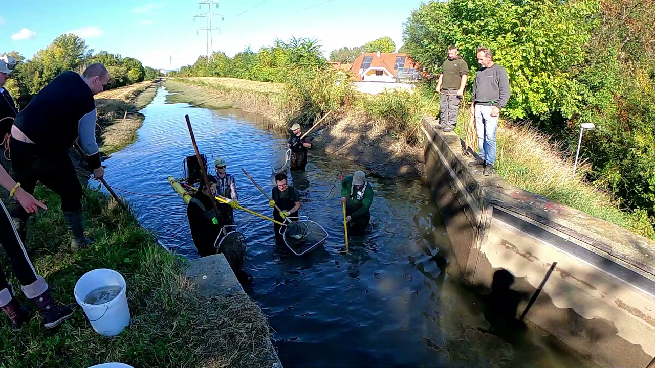 2021 - Wr. Neustädter Kanal Abfischung