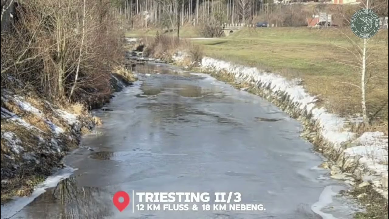 Forellen kennen keine Reviergrenzen | Triesting 2026