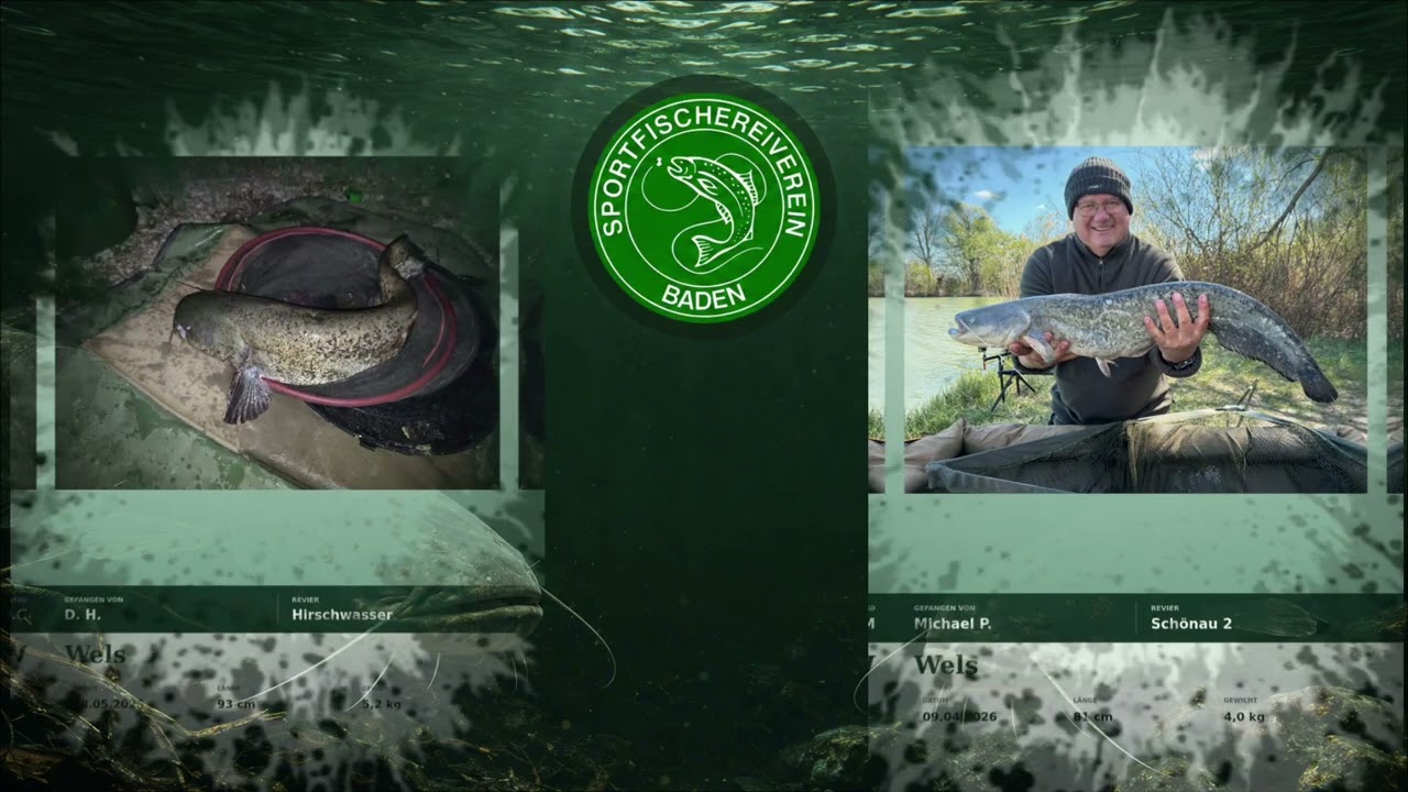Still ist nur die Oberfläche! 🐟 | Top-Welsfänge 2026 – SFV Baden