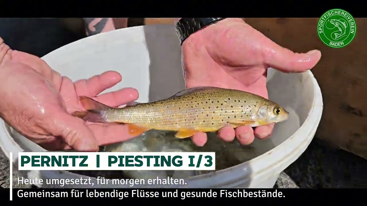 🐟 Abfischung in Pernitz – Schutzmaßnahme an der Piesting (Juni 2025)