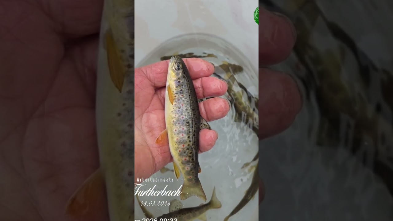 Furtherbach Abfischen