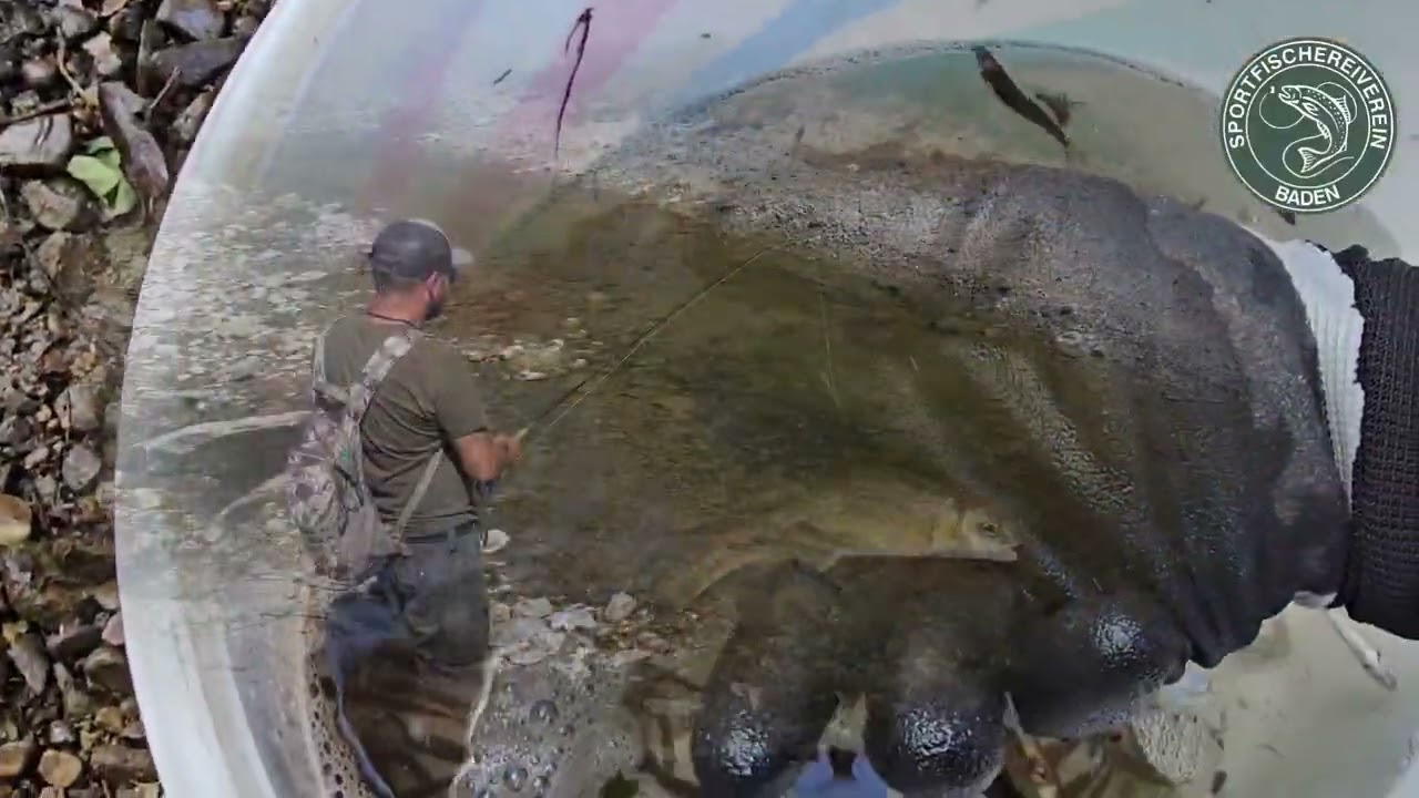 Fischrettung bei Niedrigwasser am Sattelbach | Bis der Abendstern erschien